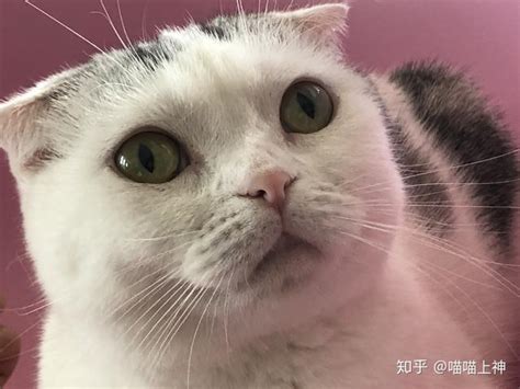 猫来家好吗|猫主动上门意味着什么，一定要清楚